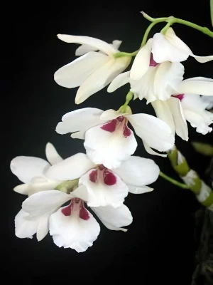 Image de Dendrobium albosanguineum 2